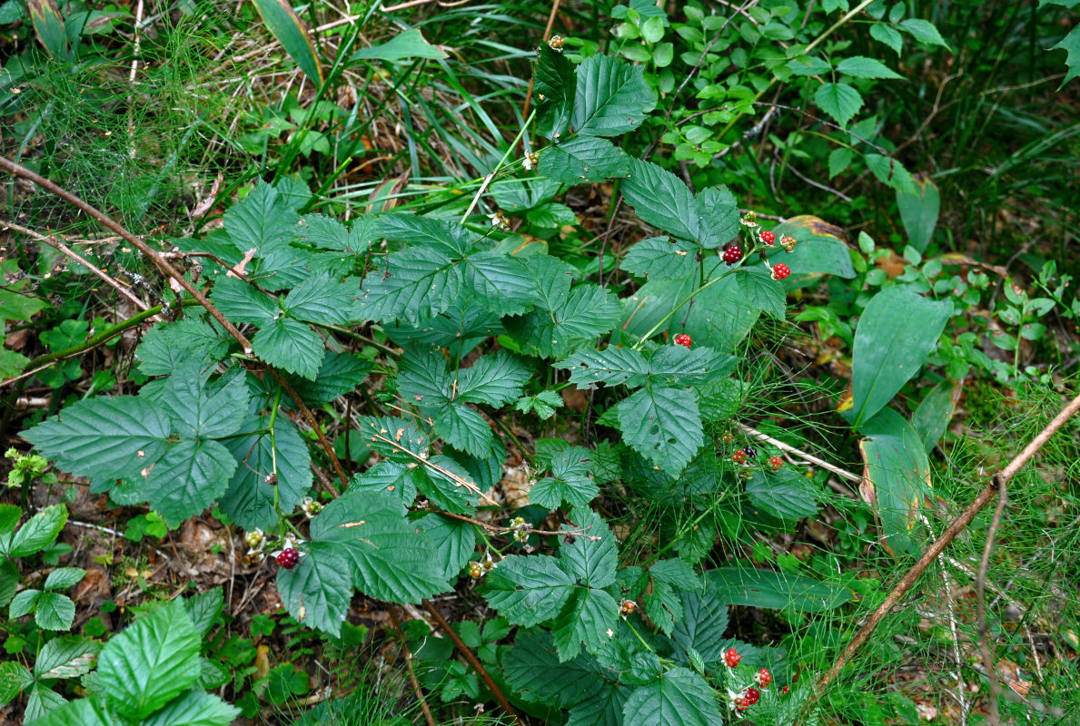 Изображение особи Rubus nessensis.