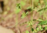 genus Euphrasia