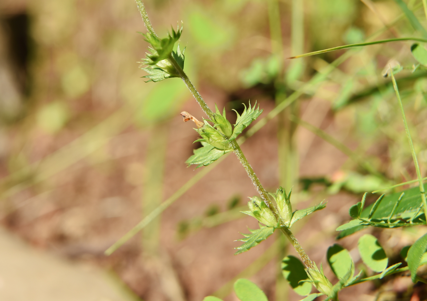 Изображение особи род Euphrasia.