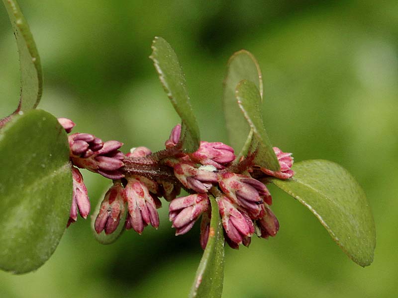 Изображение особи Myrsine africana.