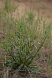 genus Onosma. Зацветающее растение. Ростовская обл., Каменский р-н, окр. станицы Калитвенская, песчаная степь. 10.05.2020.