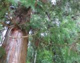 Cryptomeria japonica