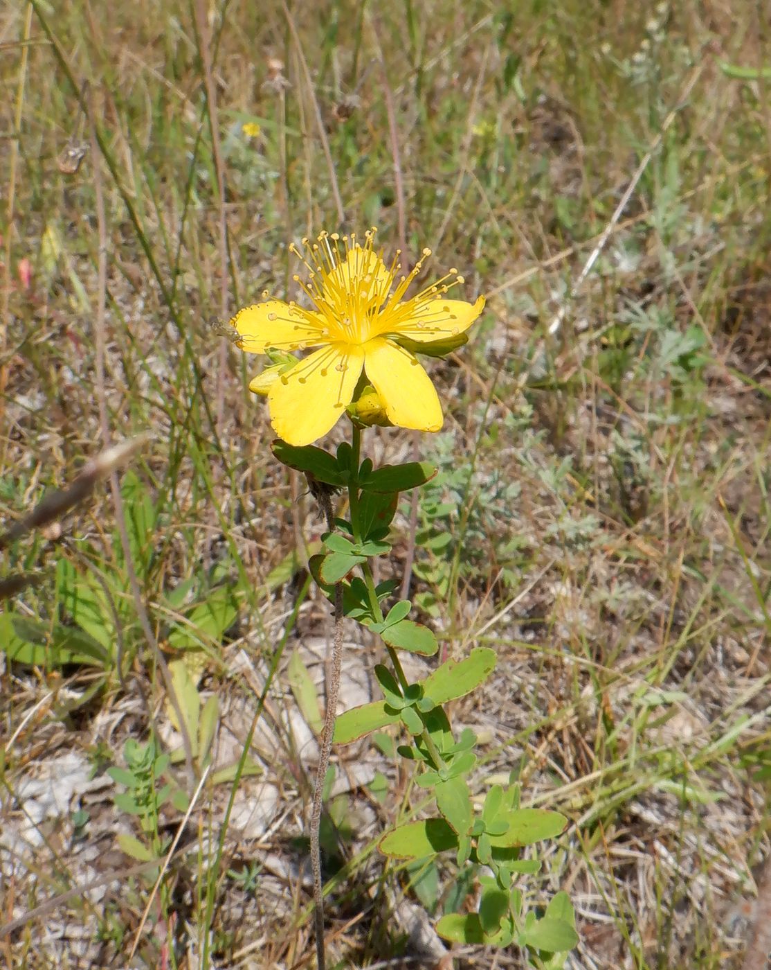 Изображение особи Hypericum perforatum.