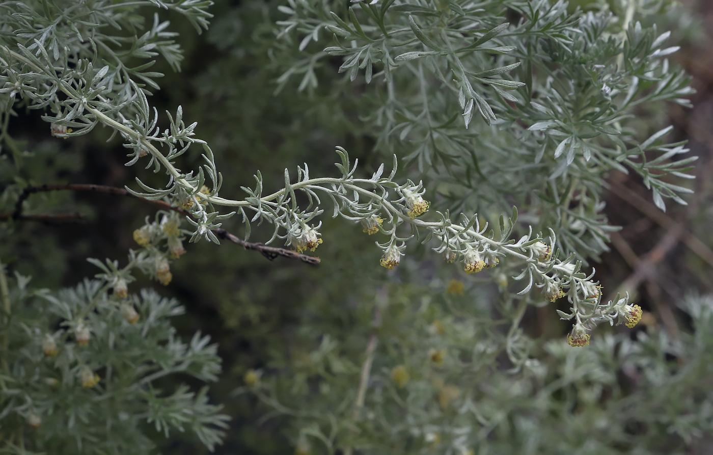 Image of Artemisia frigida specimen.