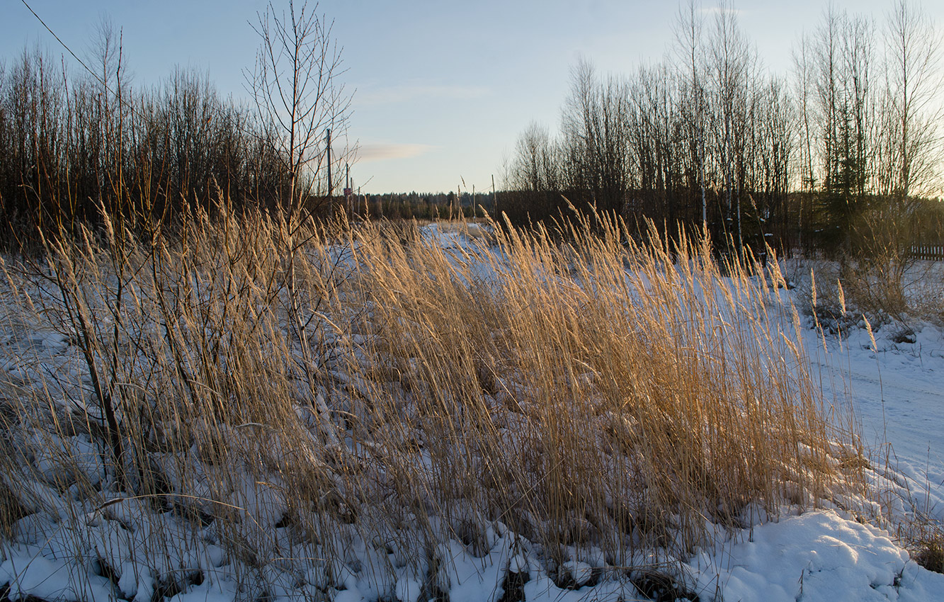 Image of Calamagrostis epigeios specimen.