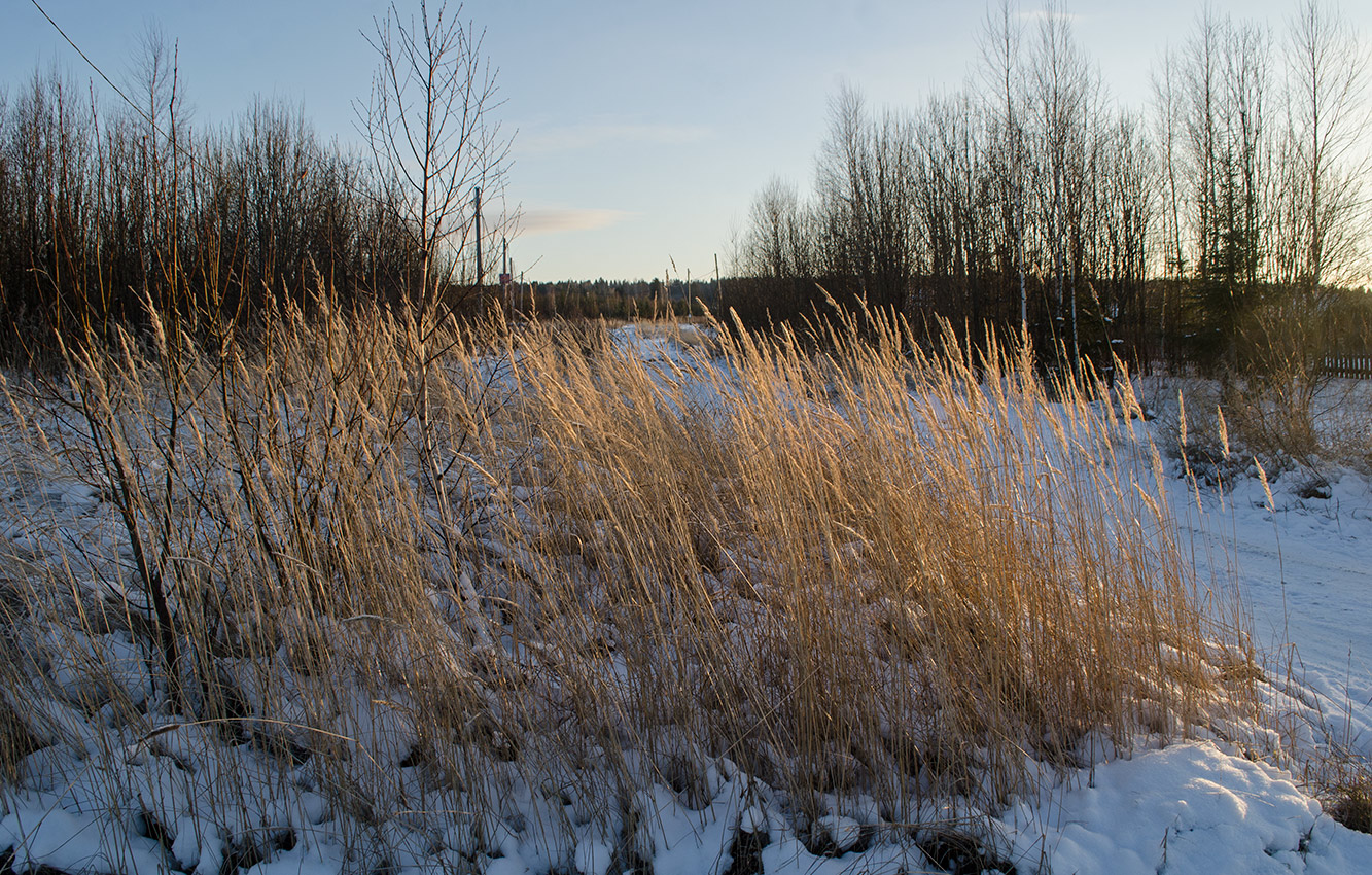 Изображение особи Calamagrostis epigeios.