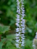 Veronicastrum sibiricum