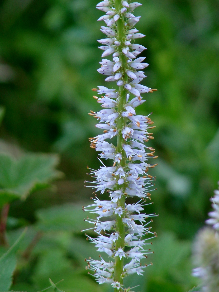 Изображение особи Veronicastrum sibiricum.