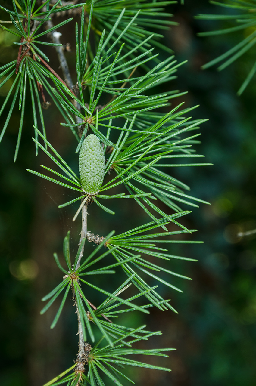 Image of Cedrus deodara specimen.