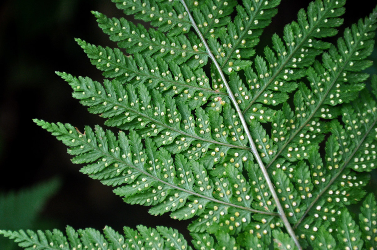 Image of Dryopteris expansa specimen.