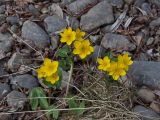 Caltha palustris