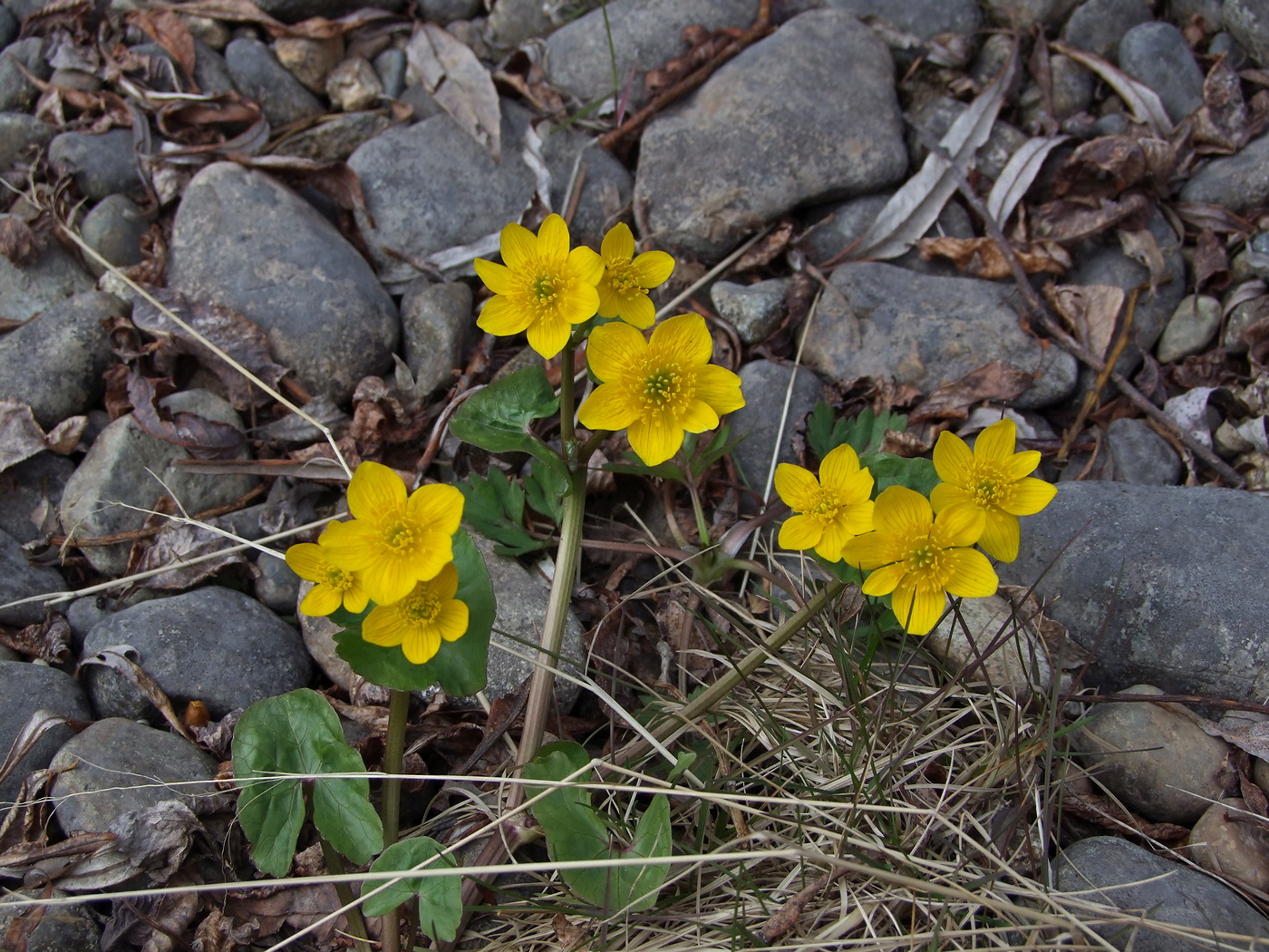 Изображение особи Caltha palustris.