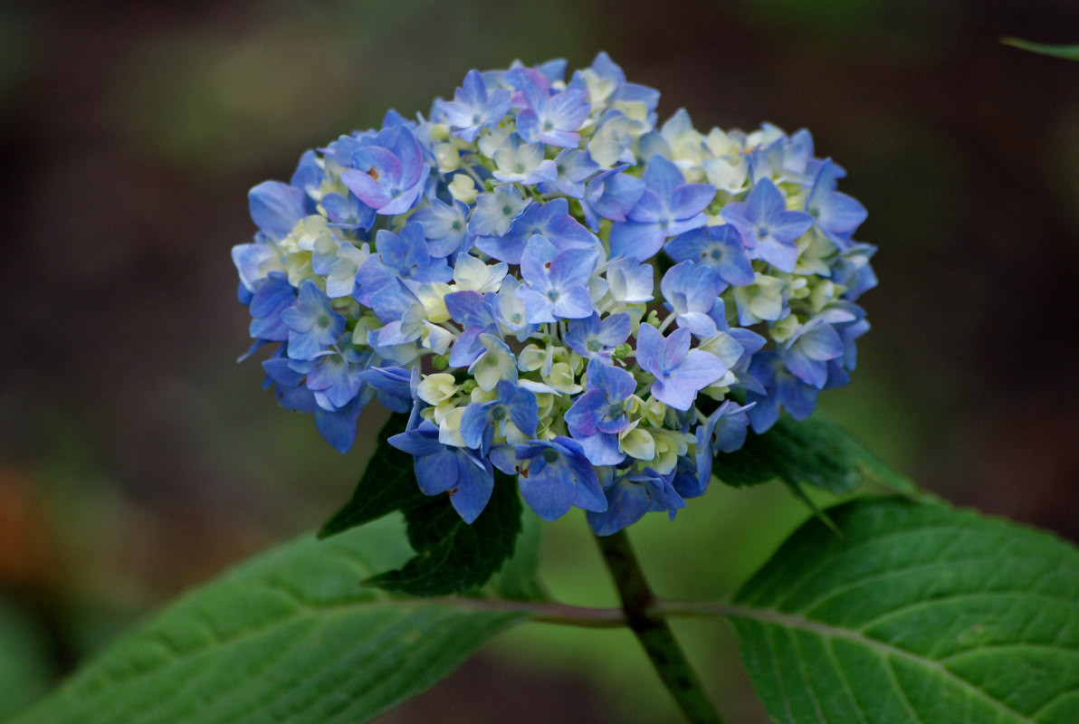 Изображение особи Hydrangea arborescens.