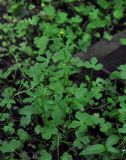 Ranunculus sceleratus