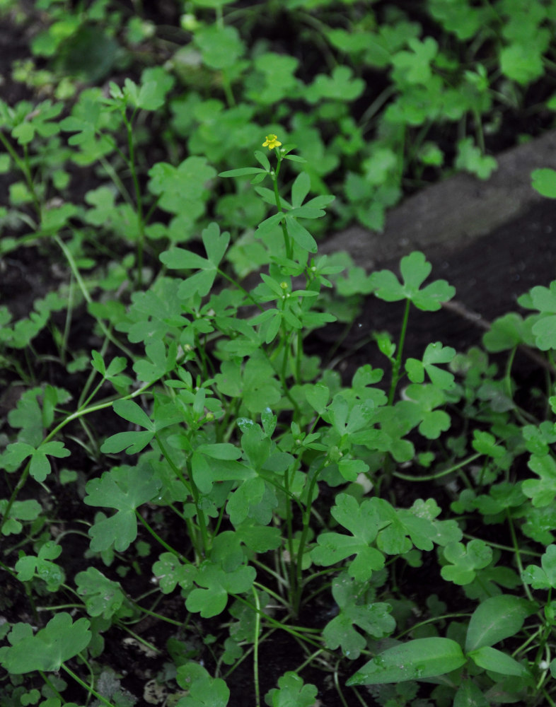 Изображение особи Ranunculus sceleratus.