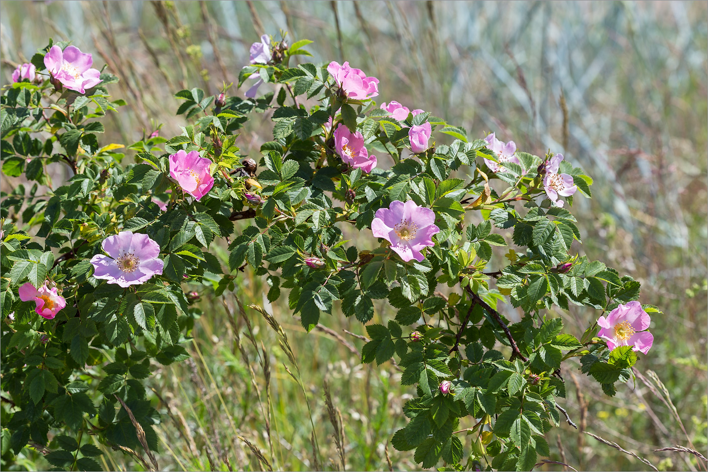 Image of Rosa subcanina specimen.