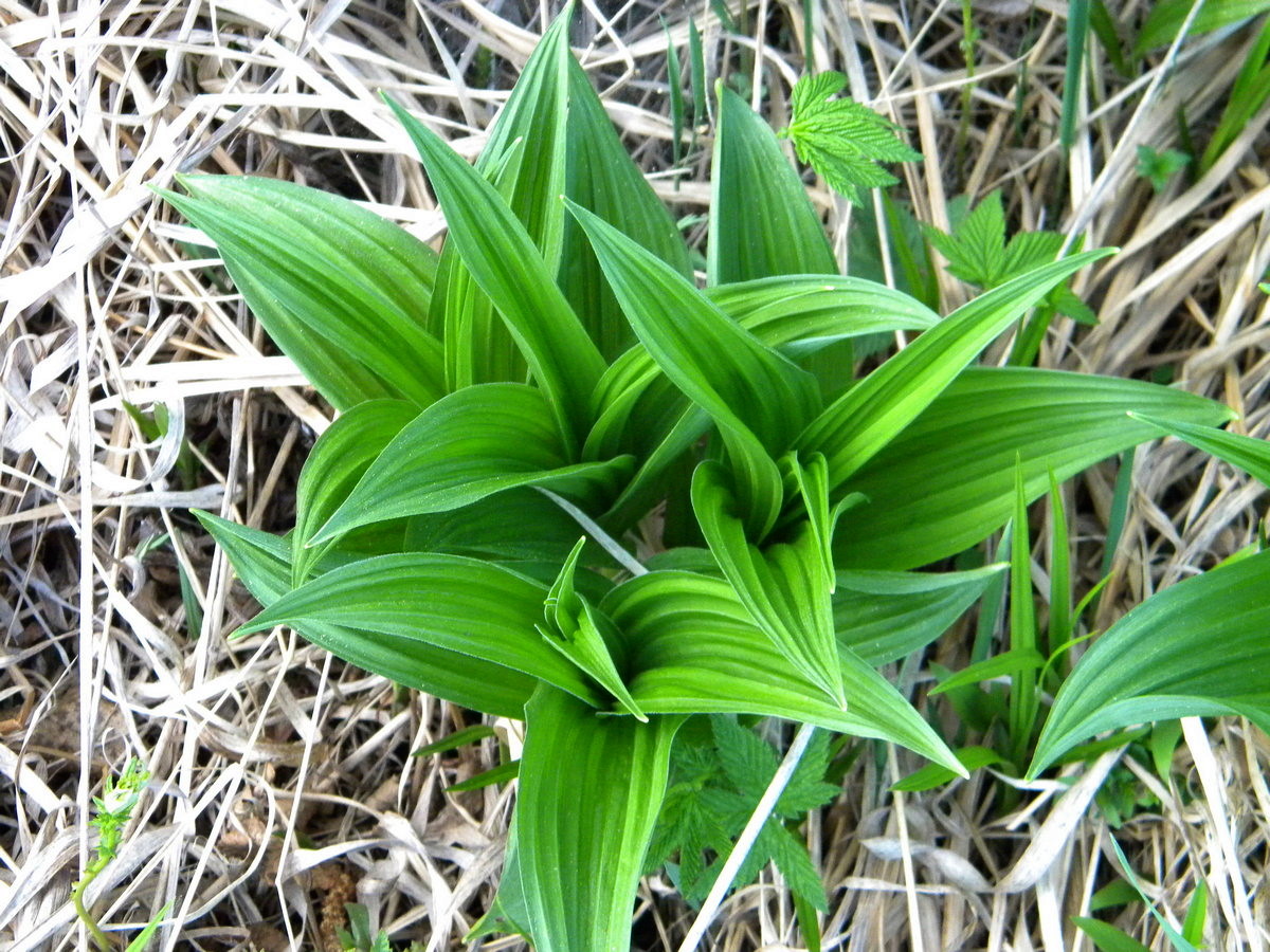 Image of Veratrum lobelianum specimen.