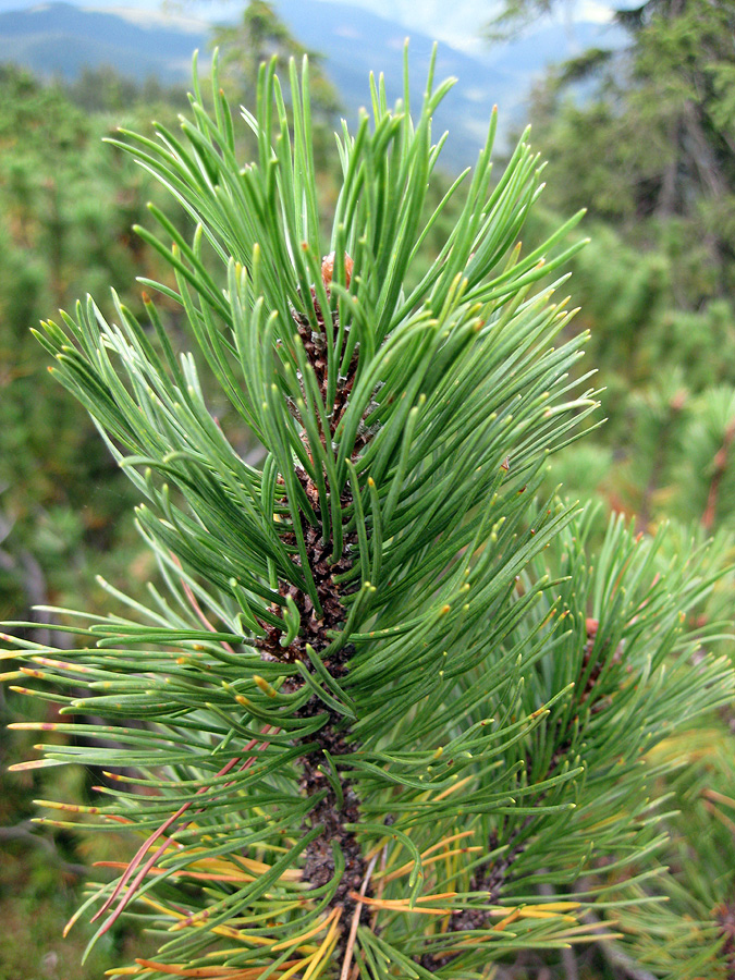 Image of Pinus mugo specimen.