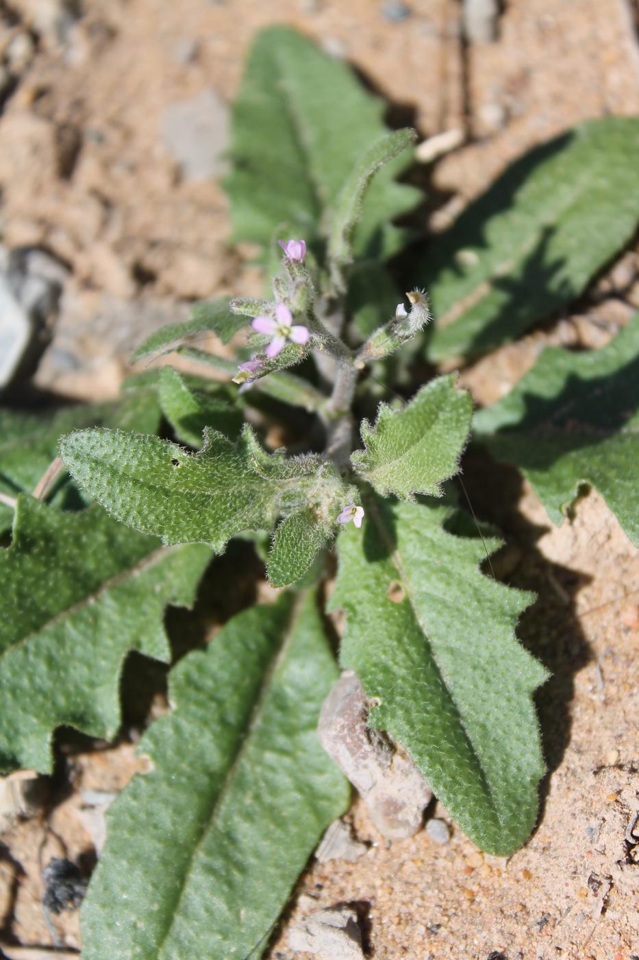 Image of Strigosella africana specimen.
