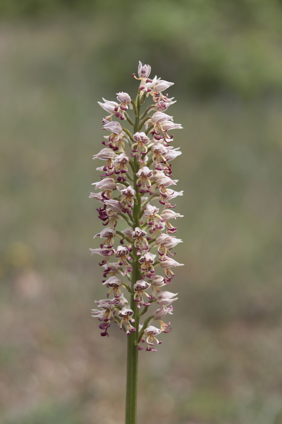 Изображение особи Orchis &times; calliantha.