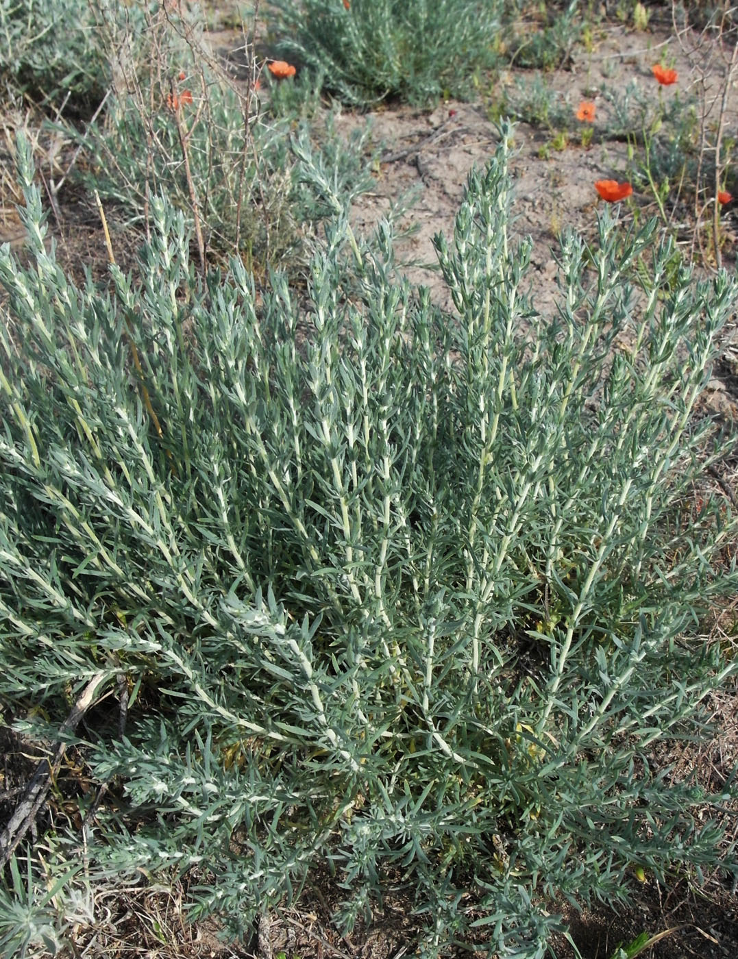 Image of Bassia prostrata specimen.