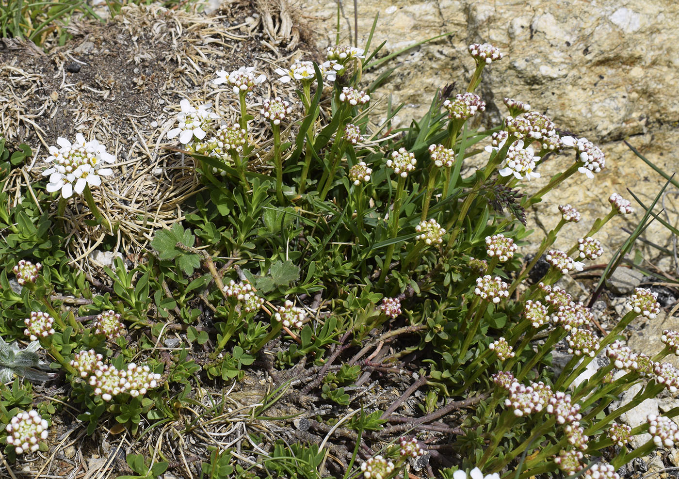 Image of Iberis sempervirens specimen.