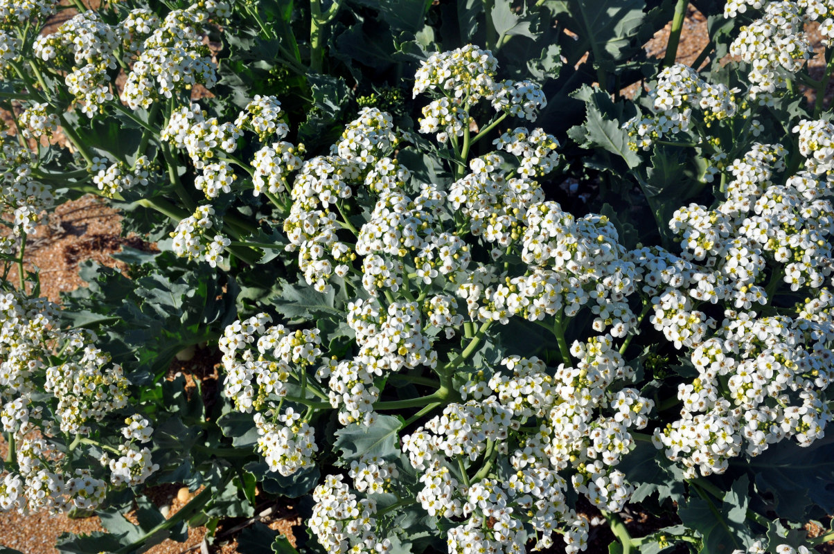 Изображение особи Crambe maritima.