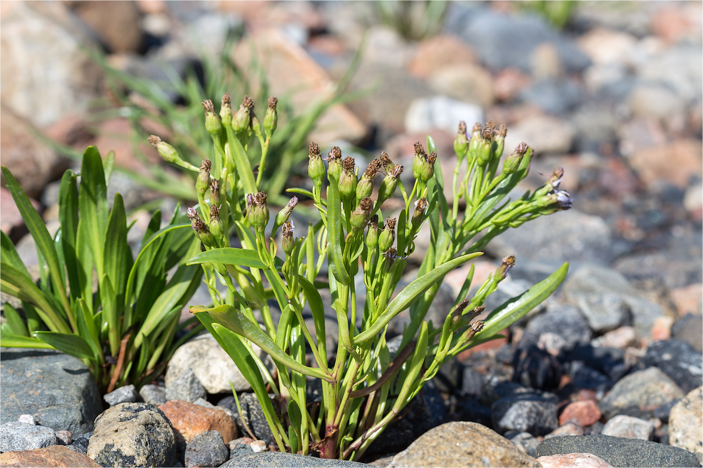 Изображение особи Tripolium pannonicum ssp. tripolium.
