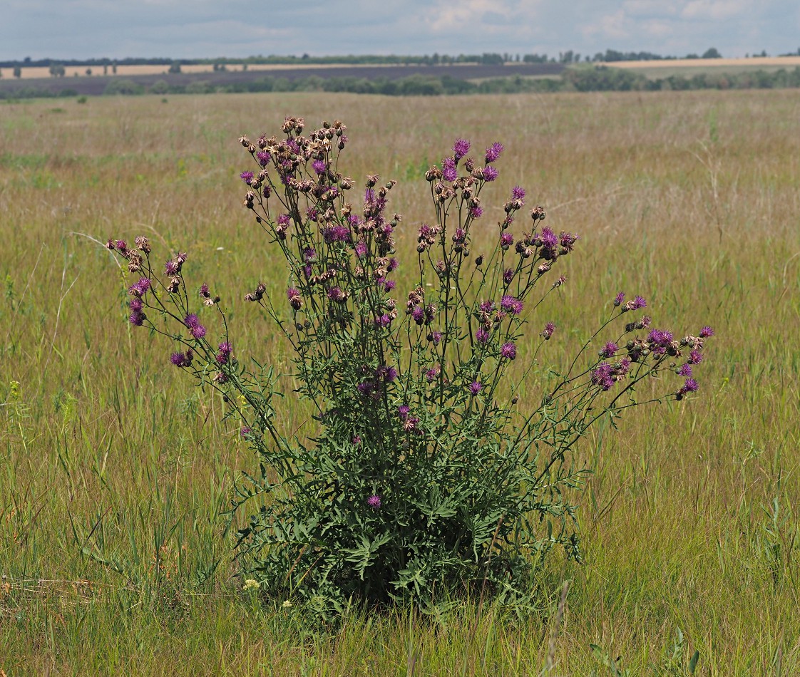 Image of Centaurea scabiosa specimen.