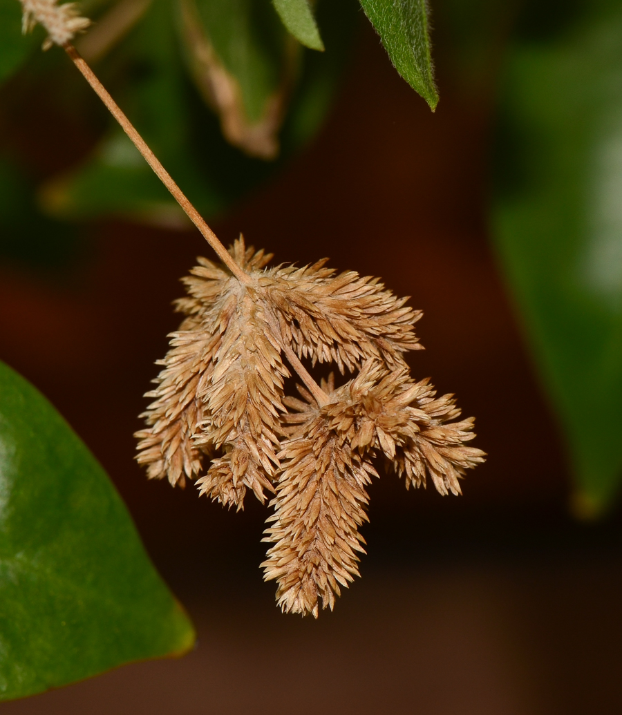 Image of Alternanthera porrigens specimen.