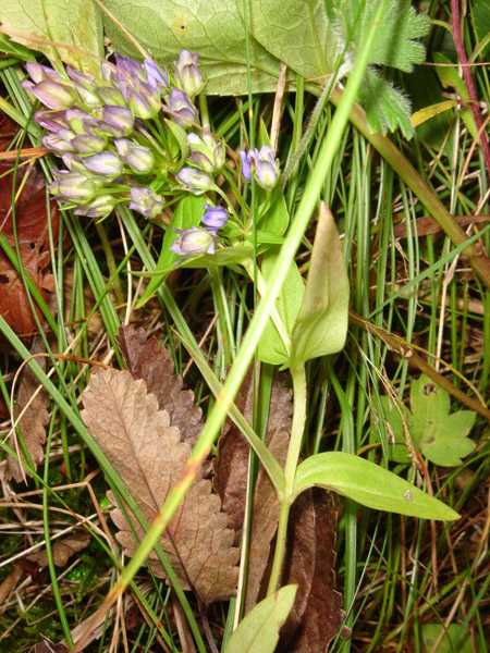 Image of Ophelia tetrapetala specimen.