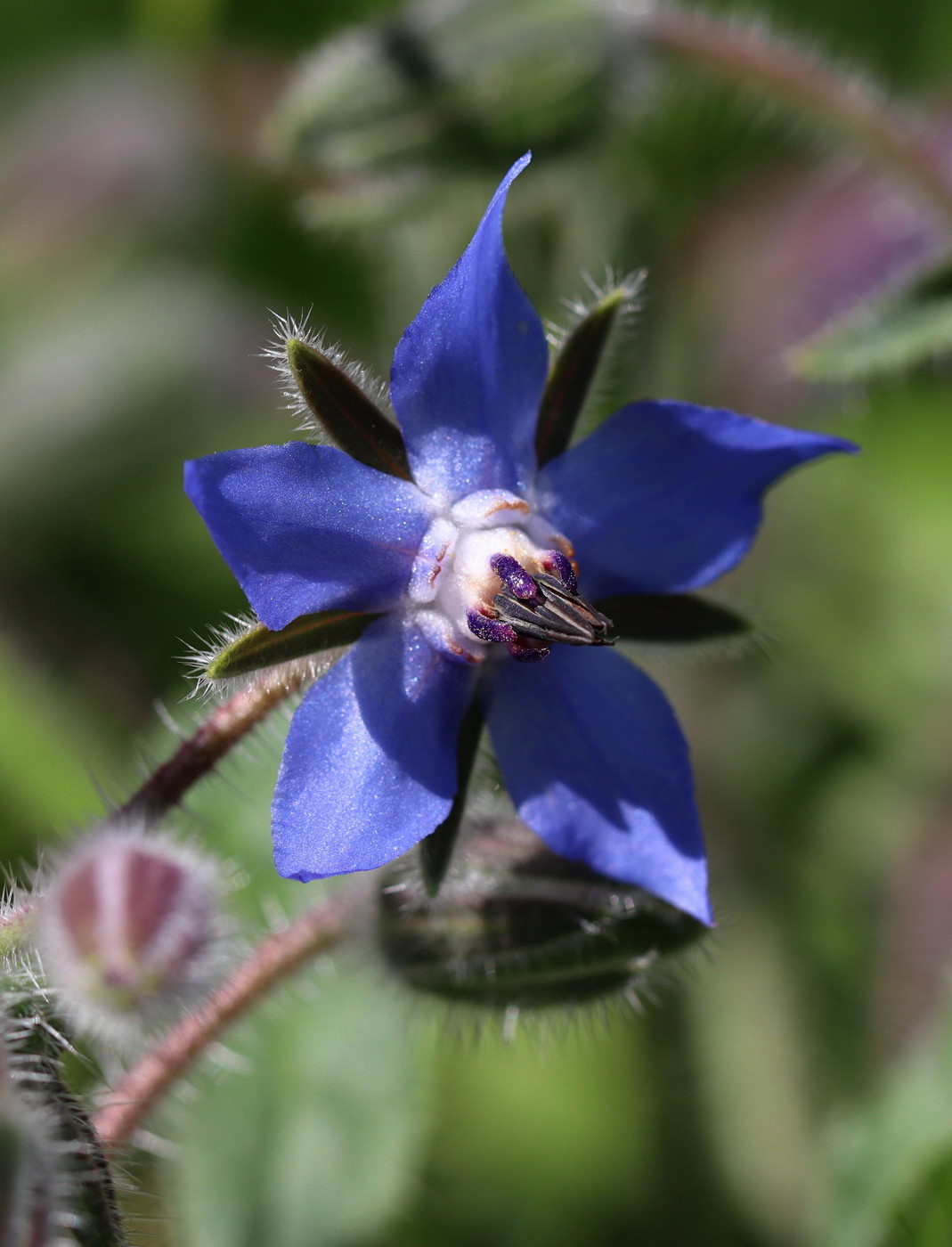 Image of Borago officinalis specimen.