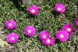 Carpobrotus edulis