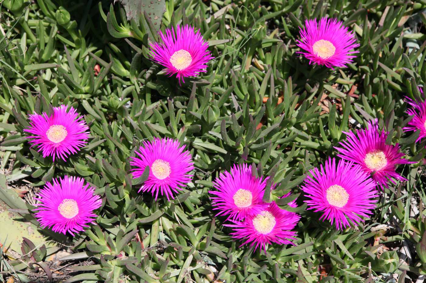 Image of Carpobrotus edulis specimen.