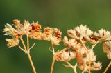 Valerianella pumila