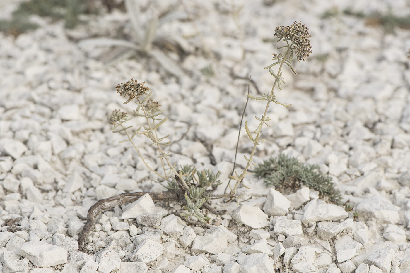 Image of Teucrium capitatum specimen.