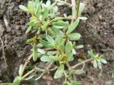 Portulaca oleracea