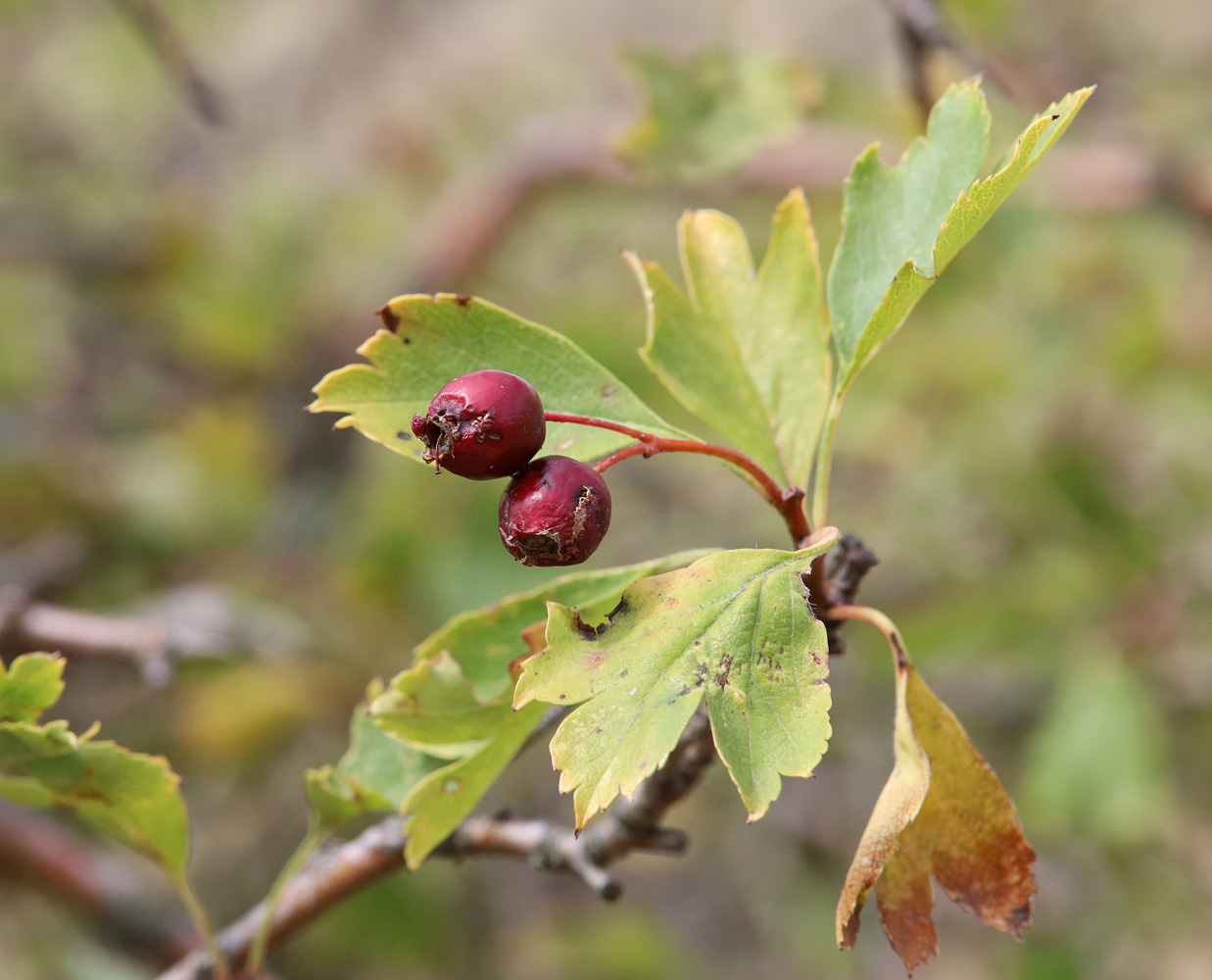 Image of Crataegus karadaghensis specimen.