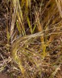 Stipellula capensis