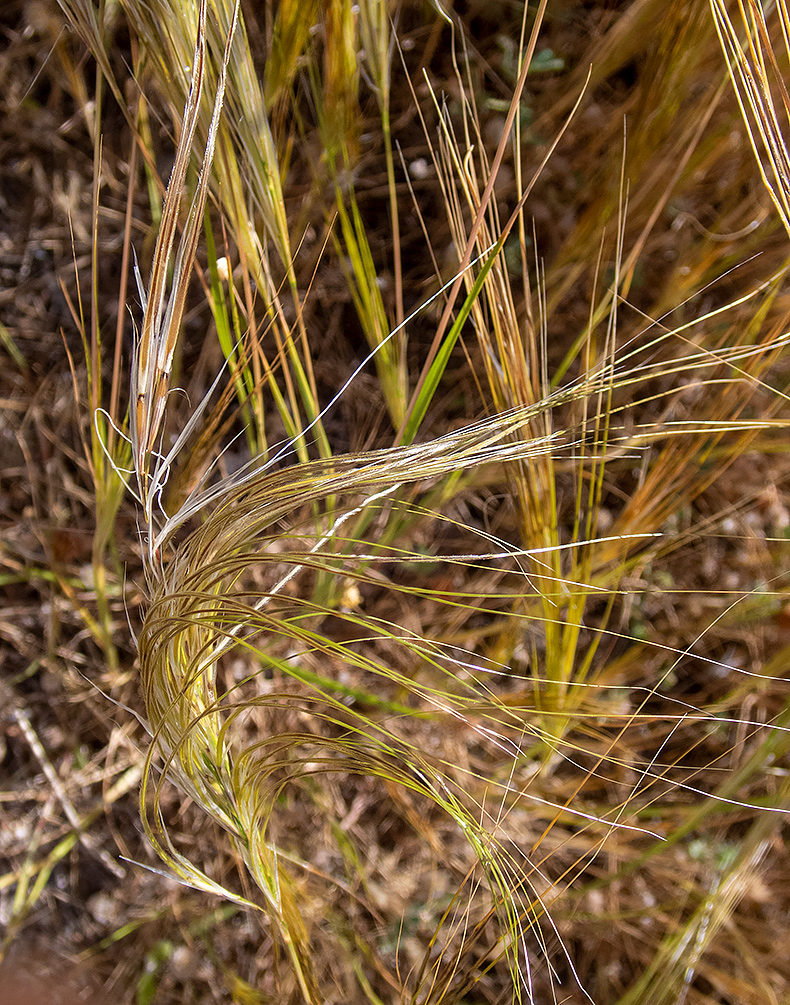 Image of Stipellula capensis specimen.