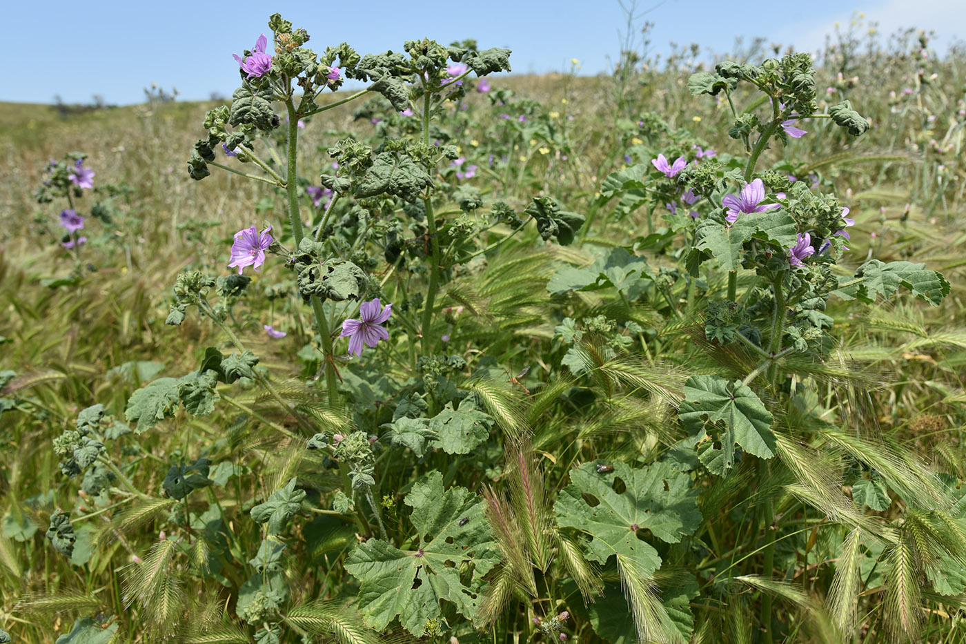 Image of Malva erecta specimen.