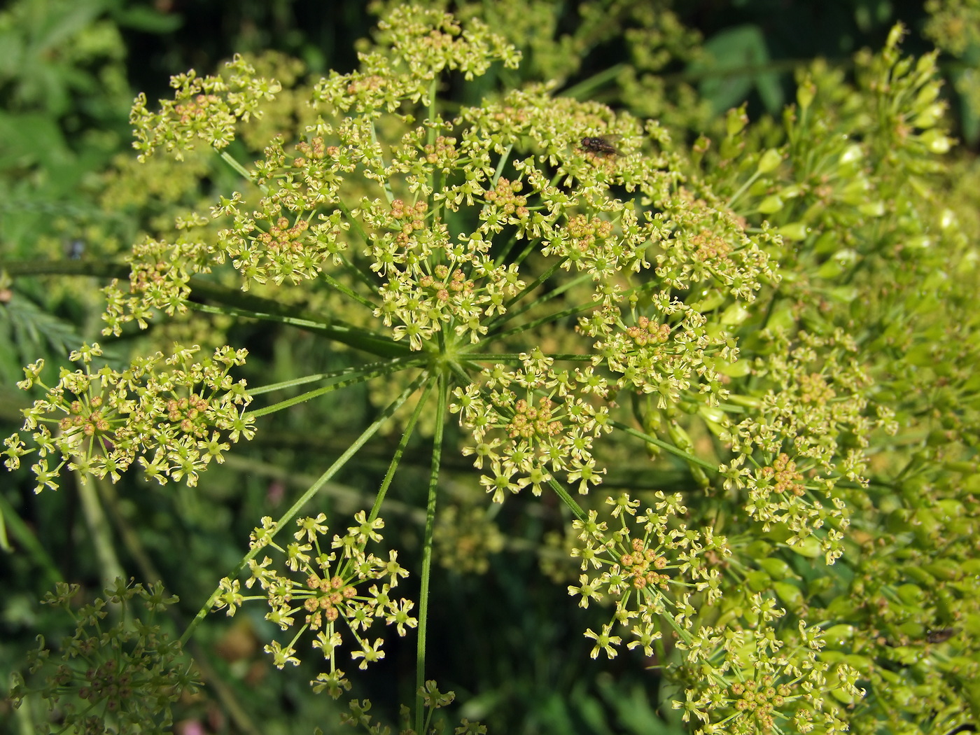 Изображение особи Heracleum sibiricum.