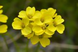 Draba scabra. Цветки. Республика Северная Осетия-Алания, Алагирский р-н, Большой Кавказ, правый склон ущелья реки Садон, альпийский пояс ≈ 3030 м н.у.м., каменистая площадка. 03.07.2021.