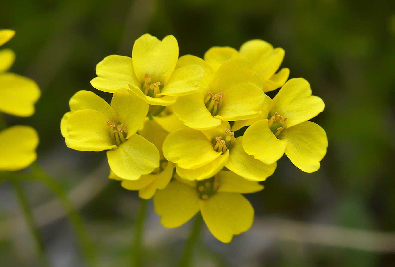 Изображение особи Draba scabra.