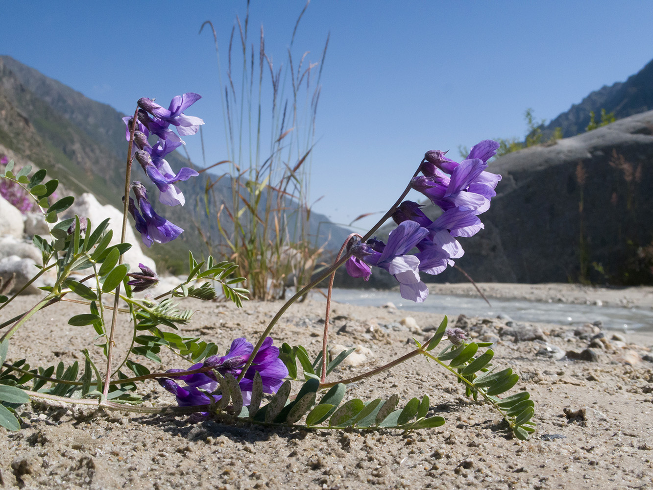 Изображение особи Vicia sosnowskyi.