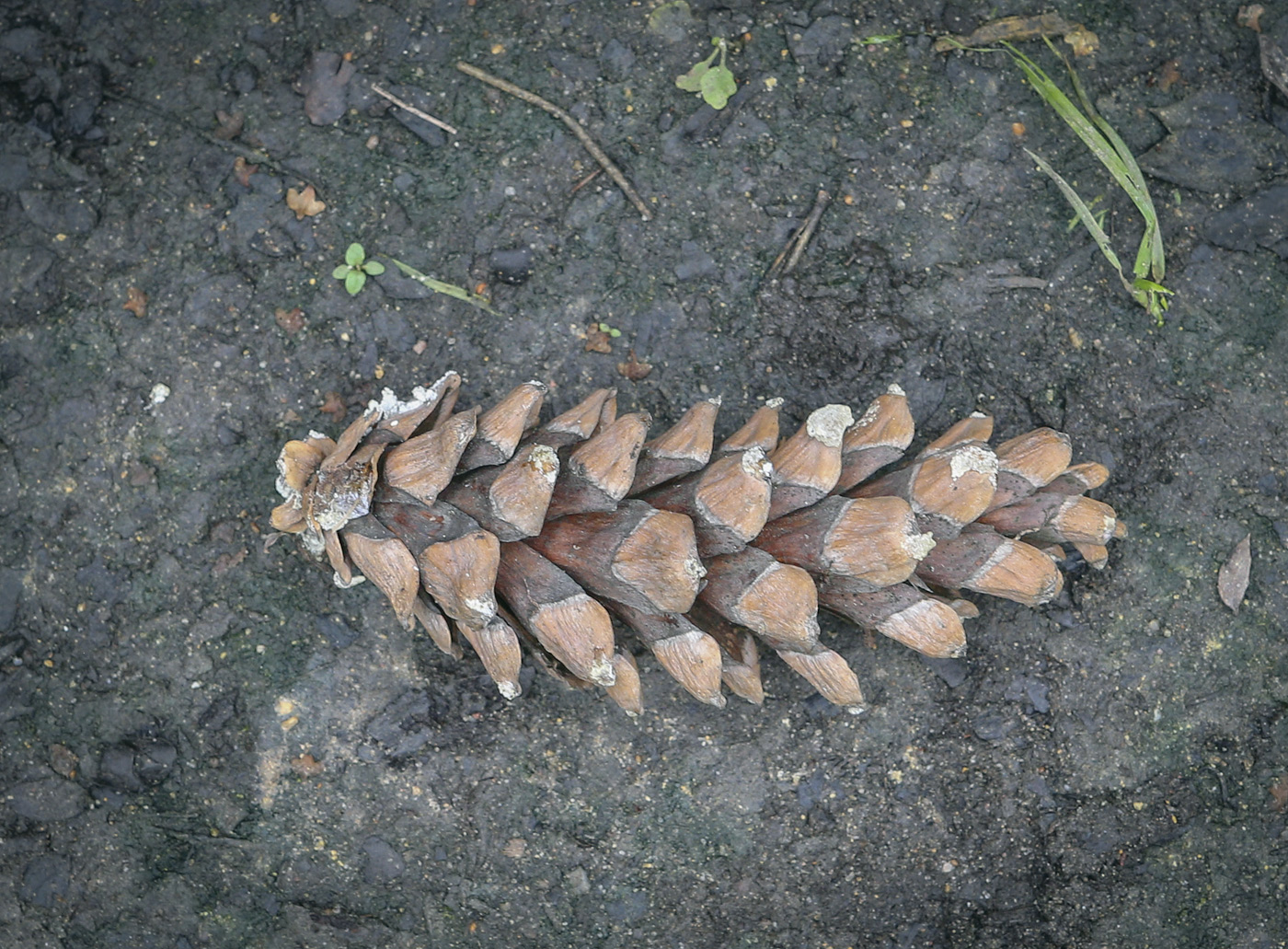 Изображение особи Pinus strobus.