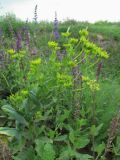 Bupleurum rotundifolium