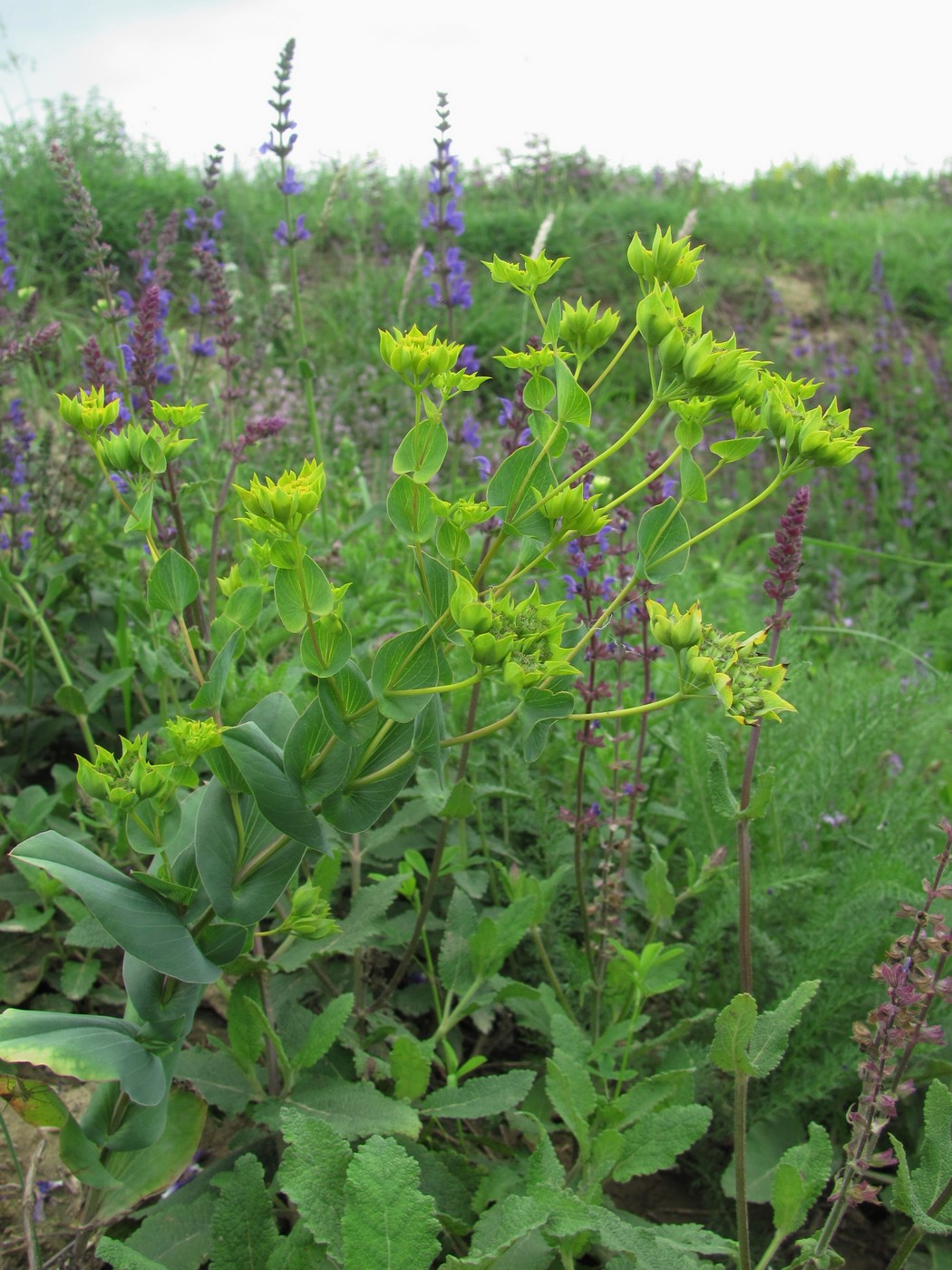 Изображение особи Bupleurum rotundifolium.