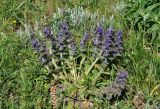 Ajuga orientalis. Цветущее растение. Крым, Караларский природный парк, окр. бухты Шелковица, степь. 08.05.2021.