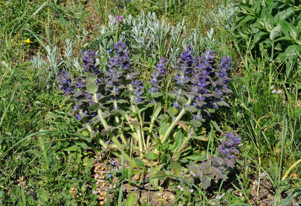 Image of Ajuga orientalis specimen.